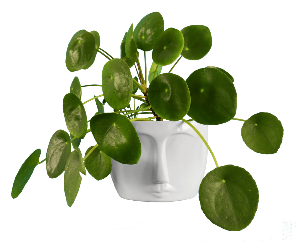 A houseplant with round, green leaves growing from a white planter shaped like a face.